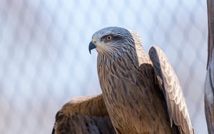 Preview wallpaper eagle, wings, bird, beak