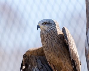 Preview wallpaper eagle, wings, bird, beak