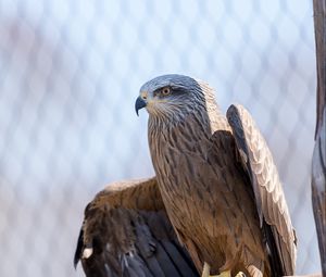 Preview wallpaper eagle, wings, bird, beak