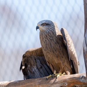 Preview wallpaper eagle, wings, bird, beak