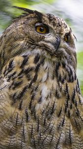 Preview wallpaper eagle-owl, bird, wildlife