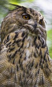 Preview wallpaper eagle-owl, bird, wildlife