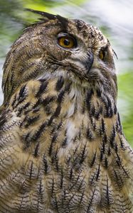 Preview wallpaper eagle-owl, bird, wildlife