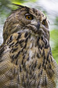 Preview wallpaper eagle-owl, bird, wildlife