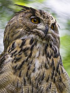 Preview wallpaper eagle-owl, bird, wildlife