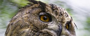 Preview wallpaper eagle-owl, bird, wildlife