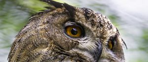 Preview wallpaper eagle-owl, bird, wildlife