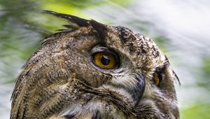 Preview wallpaper eagle-owl, bird, wildlife