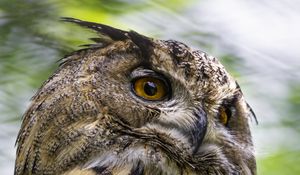 Preview wallpaper eagle-owl, bird, wildlife