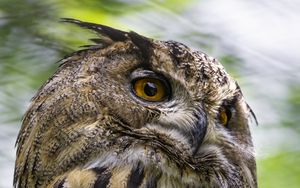 Preview wallpaper eagle-owl, bird, wildlife