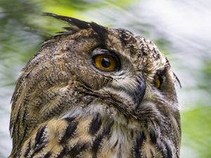 Preview wallpaper eagle-owl, bird, wildlife