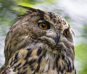 Preview wallpaper eagle-owl, bird, wildlife