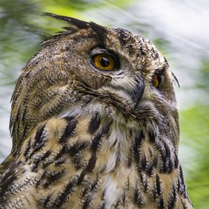 Preview wallpaper eagle-owl, bird, wildlife