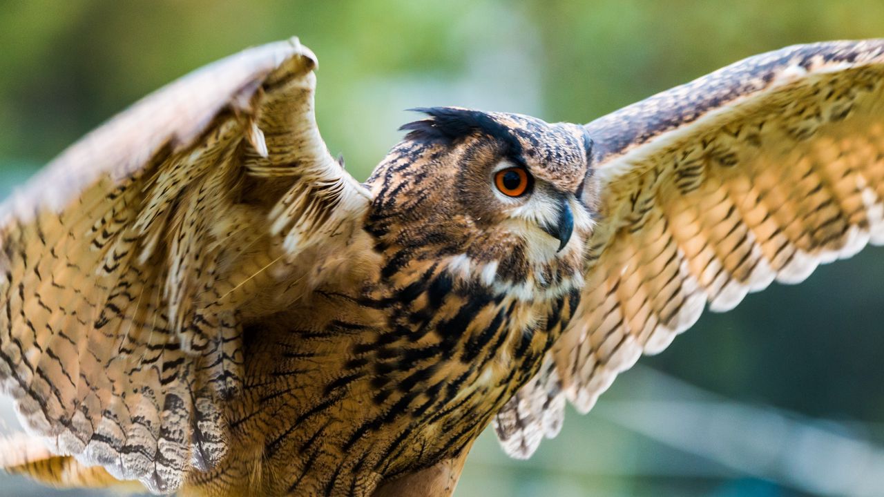 Wallpaper eagle-owl, owl, bird, predator, wings, flapping