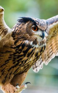 Preview wallpaper eagle-owl, owl, bird, predator, wings, flapping