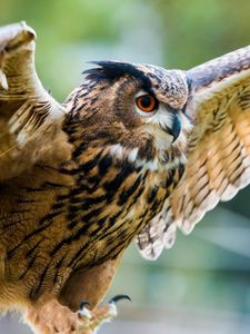 Preview wallpaper eagle-owl, owl, bird, predator, wings, flapping