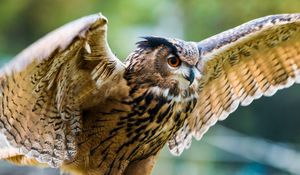 Preview wallpaper eagle-owl, owl, bird, predator, wings, flapping