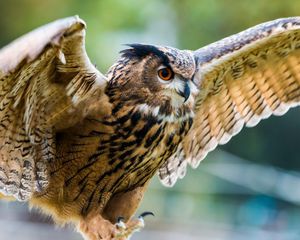 Preview wallpaper eagle-owl, owl, bird, predator, wings, flapping