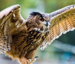 Preview wallpaper eagle-owl, owl, bird, predator, wings, flapping