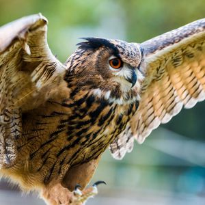 Preview wallpaper eagle-owl, owl, bird, predator, wings, flapping