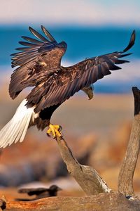 Preview wallpaper eagles, birds, branches, sit, swing, wings, predators