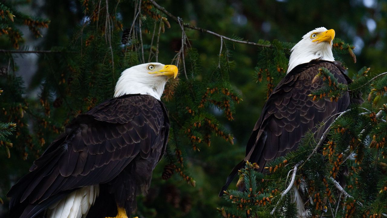 Wallpaper eagles, birds, tree, branches, wildlife