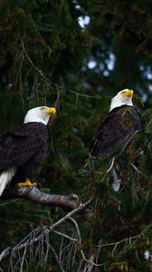 Preview wallpaper eagles, birds, tree, branches, wildlife