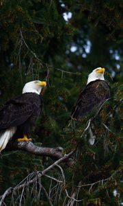 Preview wallpaper eagles, birds, tree, branches, wildlife