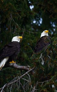 Preview wallpaper eagles, birds, tree, branches, wildlife
