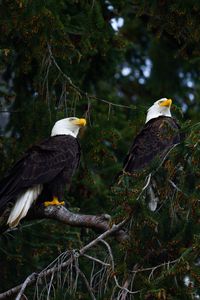 Preview wallpaper eagles, birds, tree, branches, wildlife