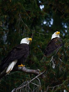 Preview wallpaper eagles, birds, tree, branches, wildlife