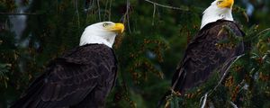 Preview wallpaper eagles, birds, tree, branches, wildlife