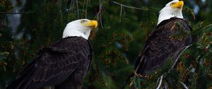 Preview wallpaper eagles, birds, tree, branches, wildlife