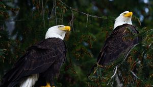 Preview wallpaper eagles, birds, tree, branches, wildlife