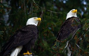 Preview wallpaper eagles, birds, tree, branches, wildlife