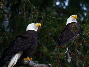 Preview wallpaper eagles, birds, tree, branches, wildlife