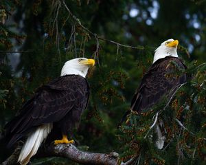 Preview wallpaper eagles, birds, tree, branches, wildlife