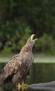 Preview wallpaper eagles, water, steam, birds, predators