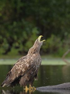 Preview wallpaper eagles, water, steam, birds, predators