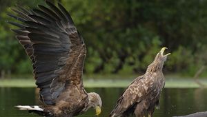 Preview wallpaper eagles, water, steam, birds, predators