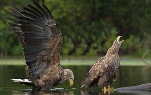 Preview wallpaper eagles, water, steam, birds, predators