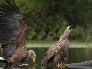 Preview wallpaper eagles, water, steam, birds, predators