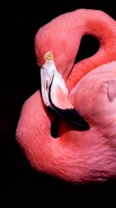 Preview wallpaper eak, bird, pink, flamingos, black background