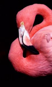 Preview wallpaper eak, bird, pink, flamingos, black background