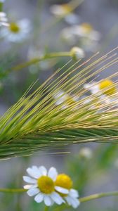 Preview wallpaper ear, chamomile, field, grass