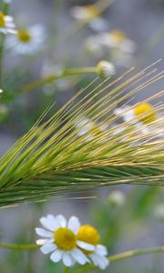 Preview wallpaper ear, chamomile, field, grass