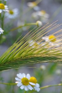 Preview wallpaper ear, chamomile, field, grass