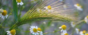 Preview wallpaper ear, chamomile, field, grass