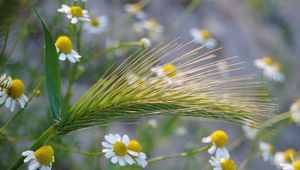 Preview wallpaper ear, chamomile, field, grass