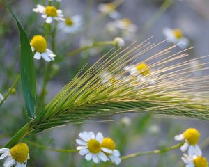 Preview wallpaper ear, chamomile, field, grass